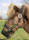 greenguard®-Maulkorb und Halfter